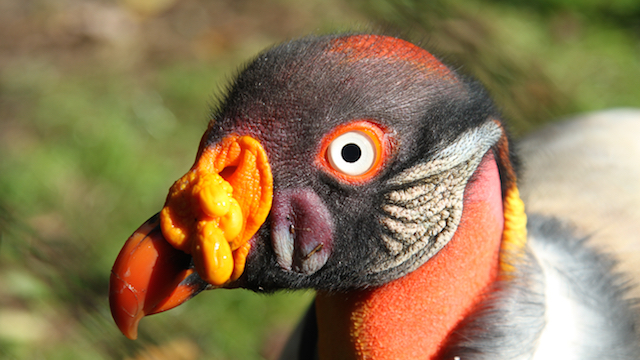 Weltvogelpark Walsrode