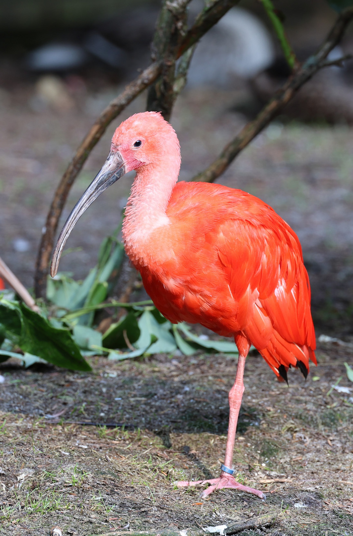 Weltvogelpark Walsrode