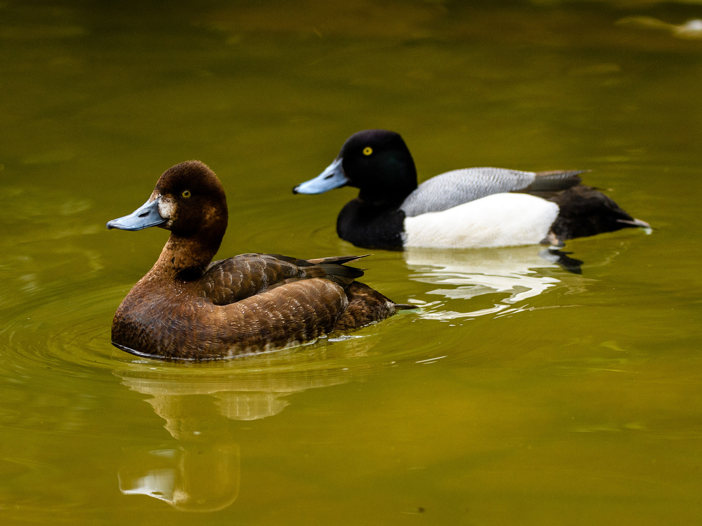 Weltvogelpark Walsrode