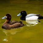 Weltvogelpark Walsrode