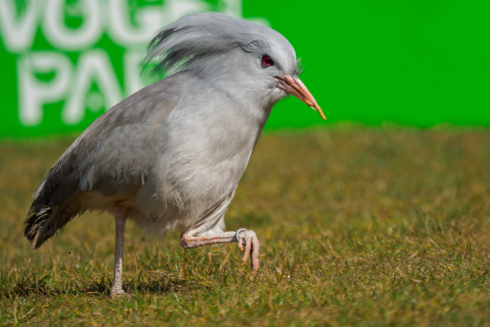 Weltvogelpark Walsrode