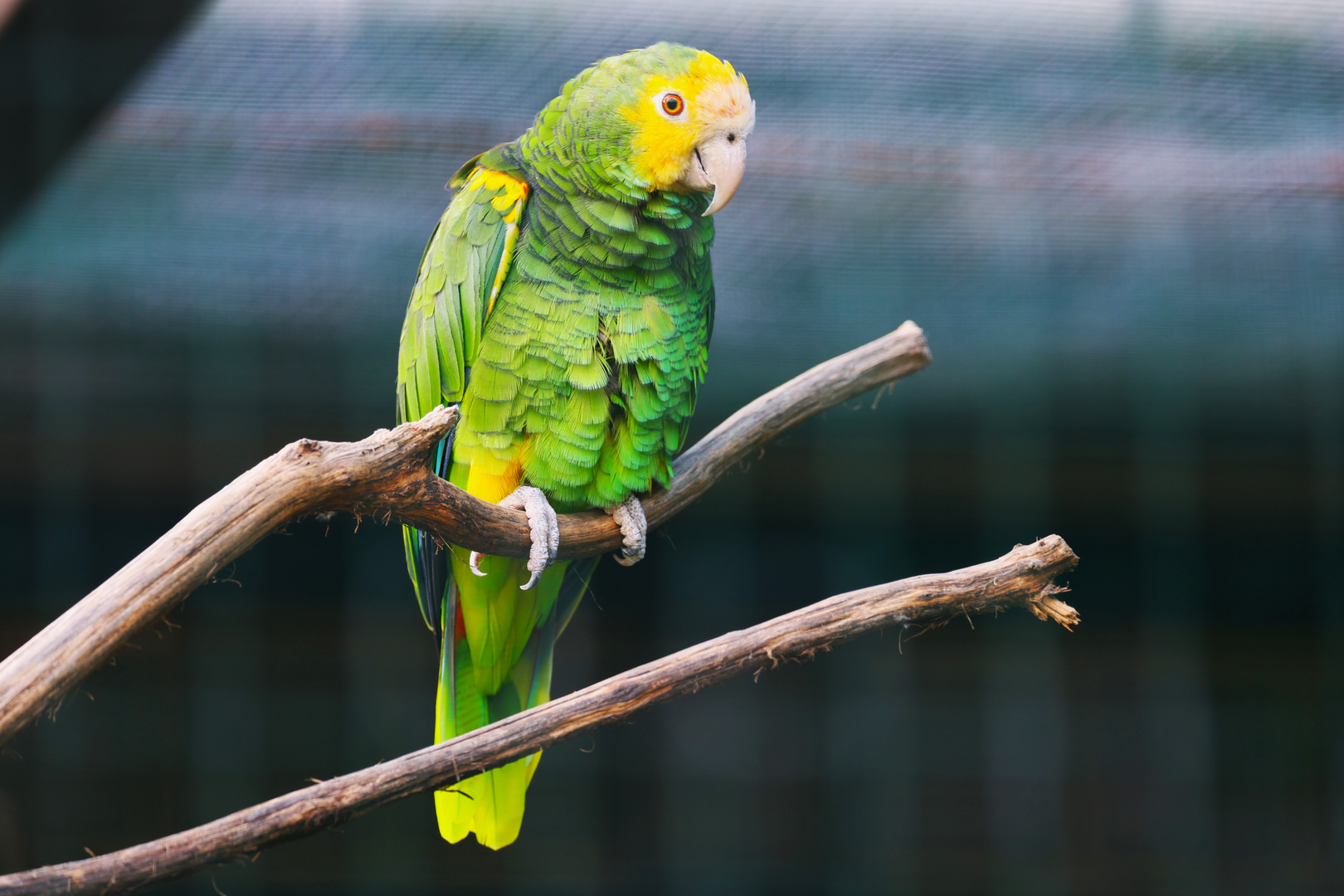 Weltvogelpark Walsrode