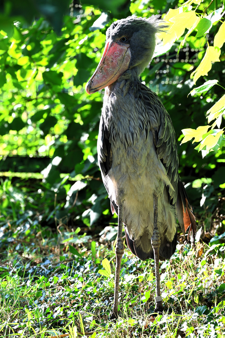 Weltvogelpark Walsrode