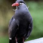 Weltvogelpark Walsrode