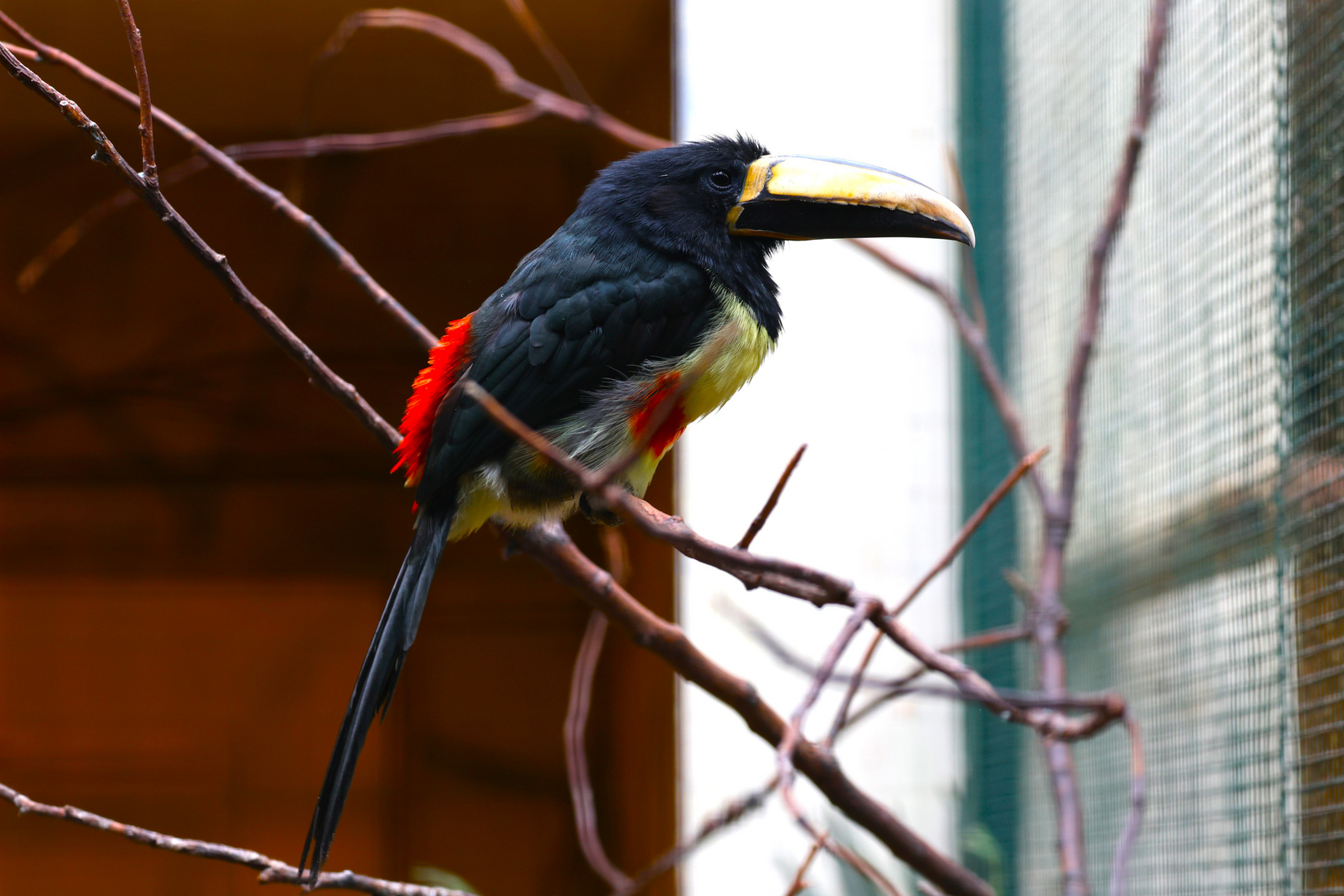 Weltvogelpark Walsrode