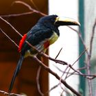 Weltvogelpark Walsrode