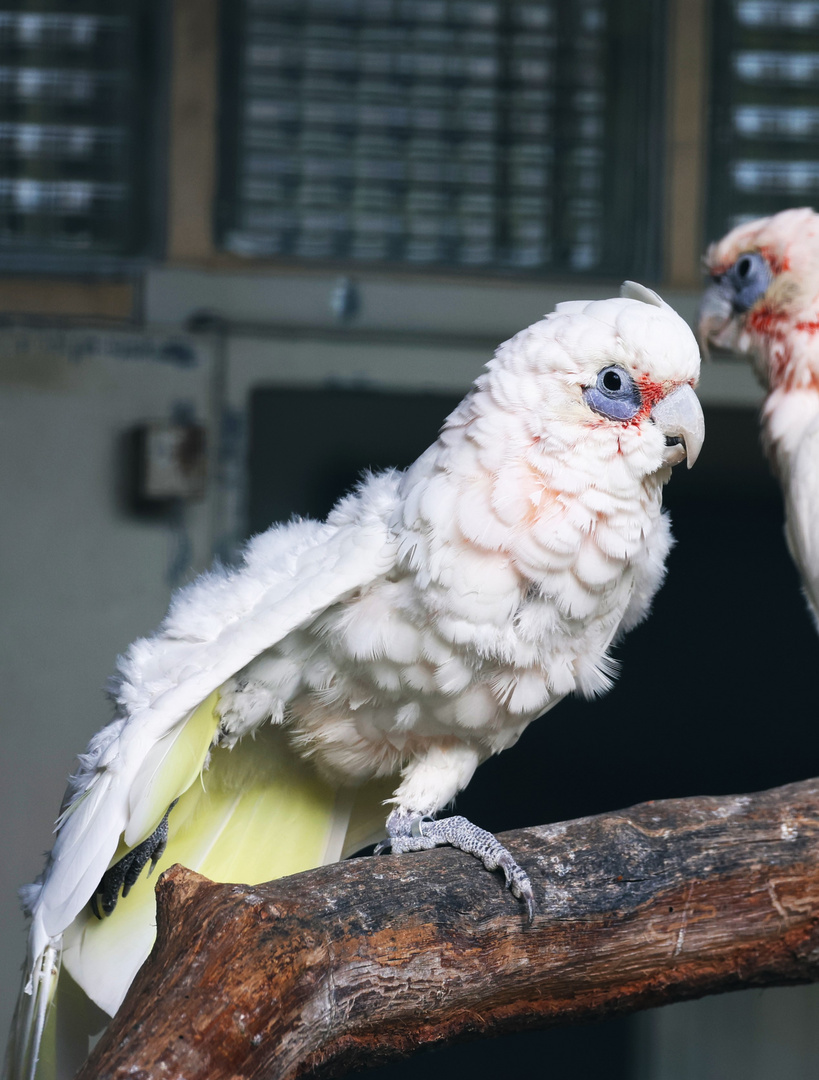 Weltvogelpark Walsrode