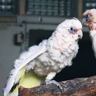 Weltvogelpark Walsrode