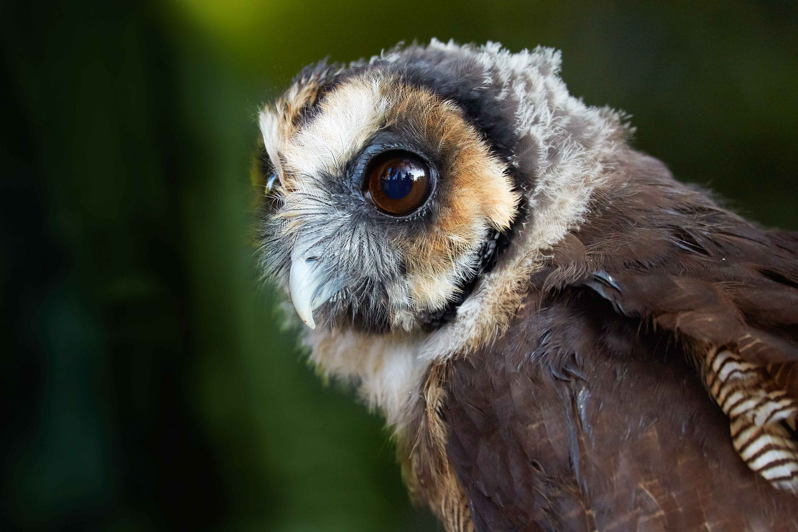 Weltvogelpark Walsrode