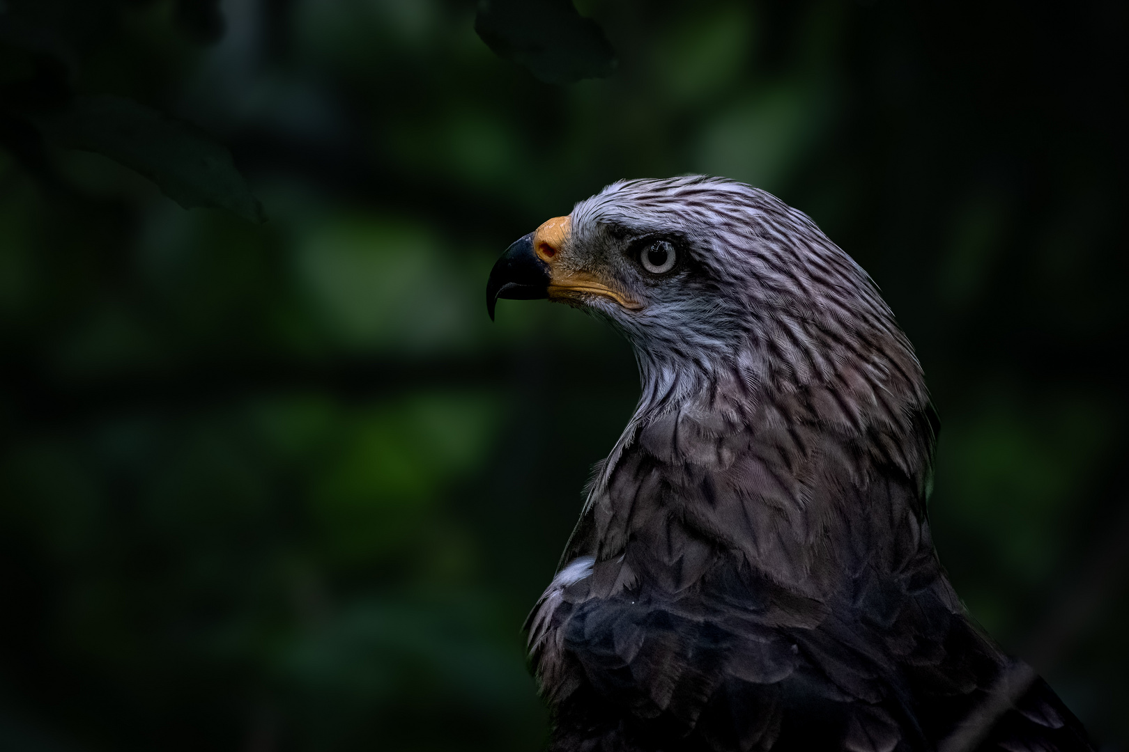 Weltvogelpark Walsrode