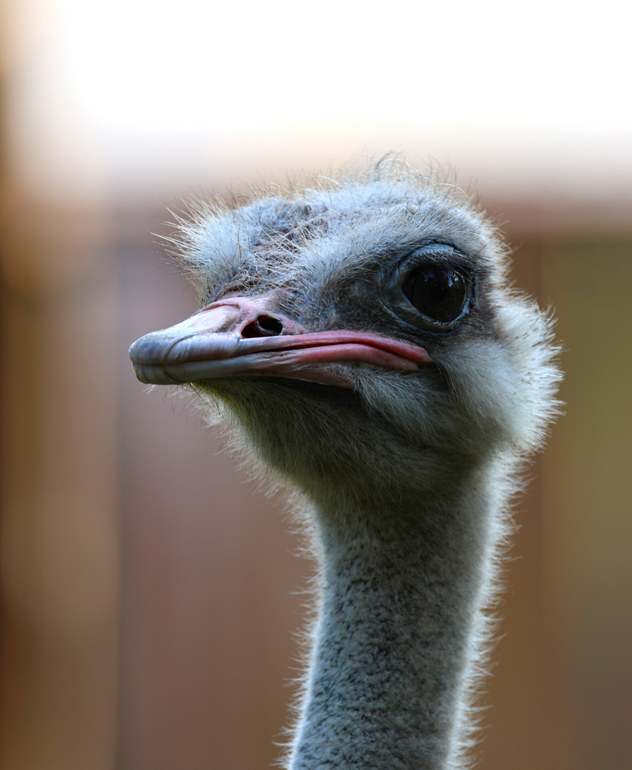 Weltvogelpark Walsrode