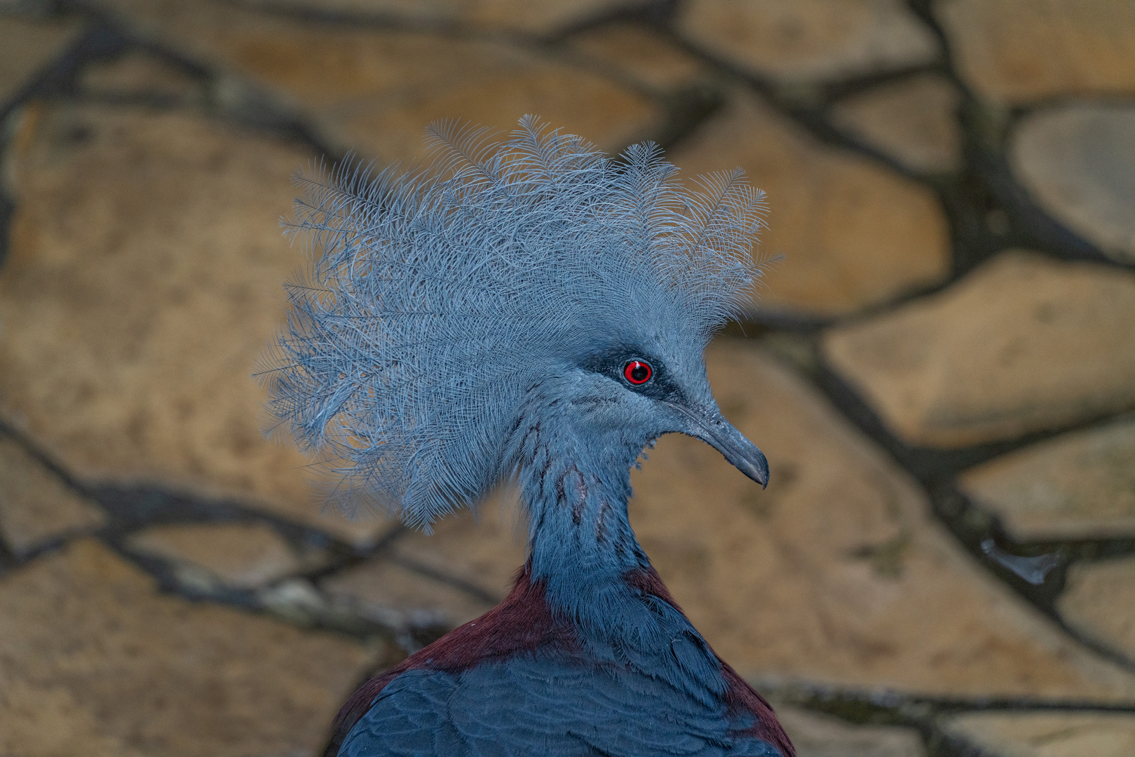 Weltvogelpark Walsrode II