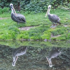 Weltvogelpark Walsrode III