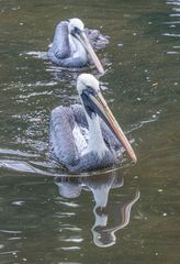 Weltvogelpark Walsrode IV