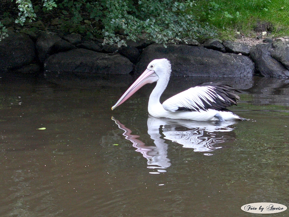 Weltvogelpark Walsrode, Lüneb.Heide