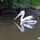 Weltvogelpark Walsrode, Lüneb.Heide