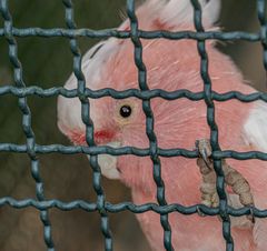 Weltvogelpark Walsrode V