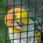 Weltvogelpark Walsrode VI