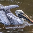 Weltvogelpark XII