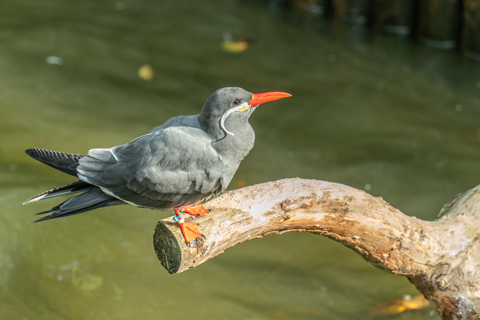 Weltvogelpark XIII