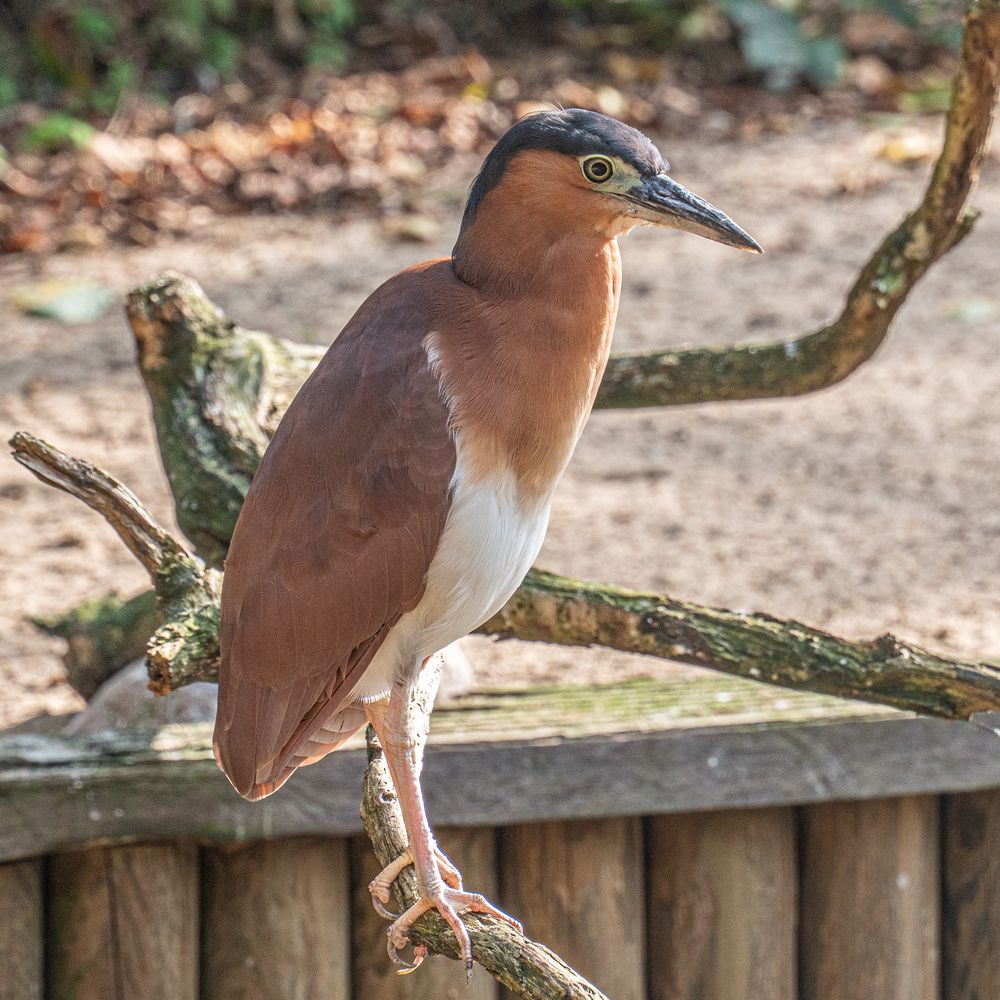 Weltvogelpark XIV