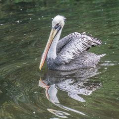 Weltvogelpark XIX