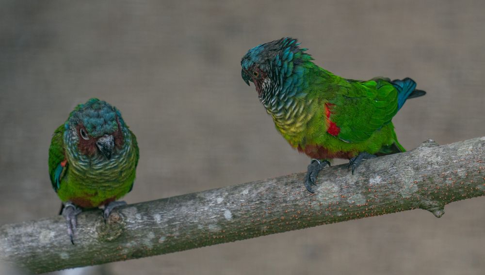 Weltvogelpark XIX