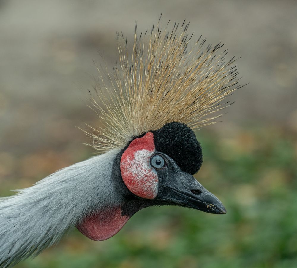 Weltvogelpark XXIV