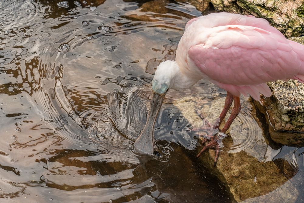 Weltvogelpark XXIX