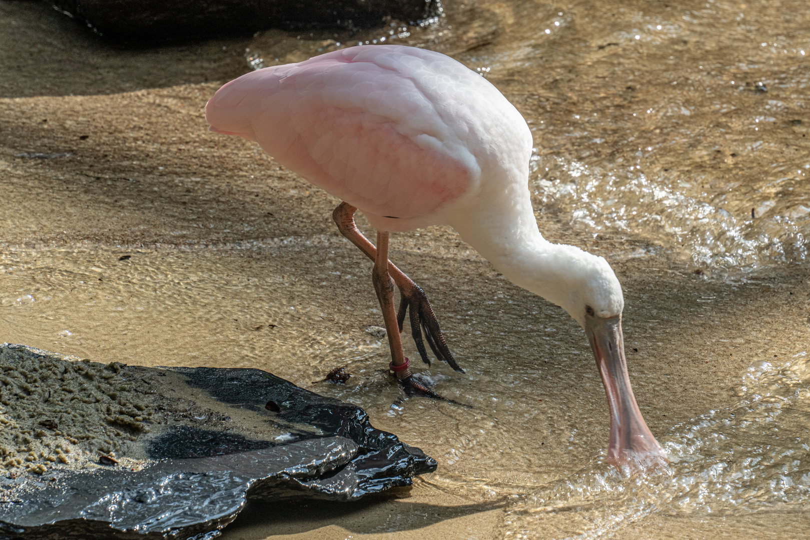 Weltvogelpark XXV