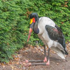 Weltvogelpark XXVI