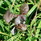 Weltweite Vogelzählung: 1,6 Milliarden Spatzen .....