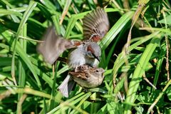 Weltweite Vogelzählung: 1,6 Milliarden Spatzen .....