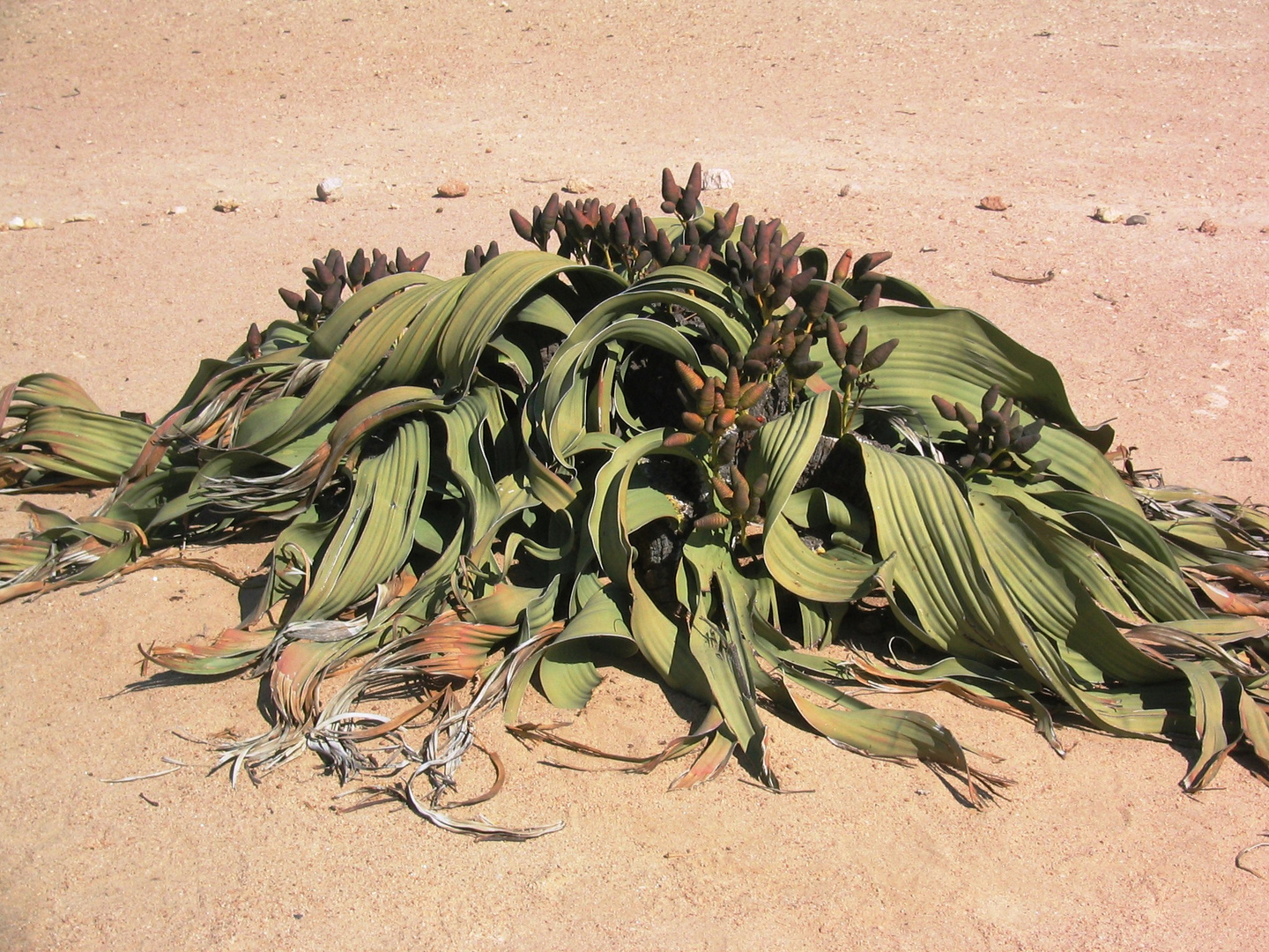 Welwetschia