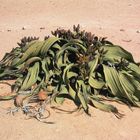 Welwetschia