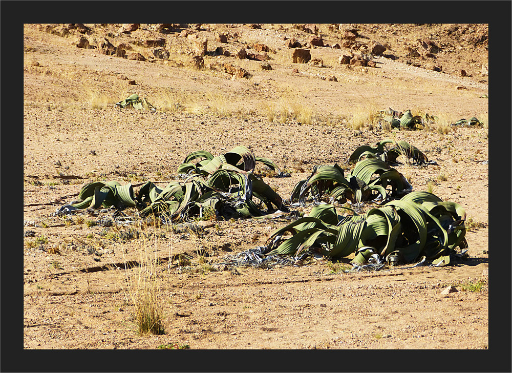 Welwitschia