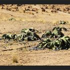 Welwitschia