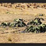 Welwitschia