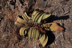 Welwitschia