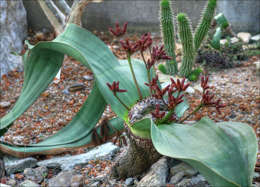 Welwitschia