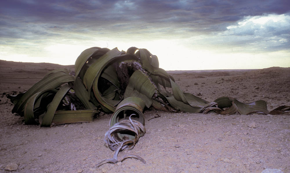 welwitschia