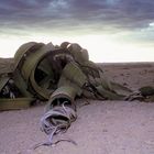 welwitschia