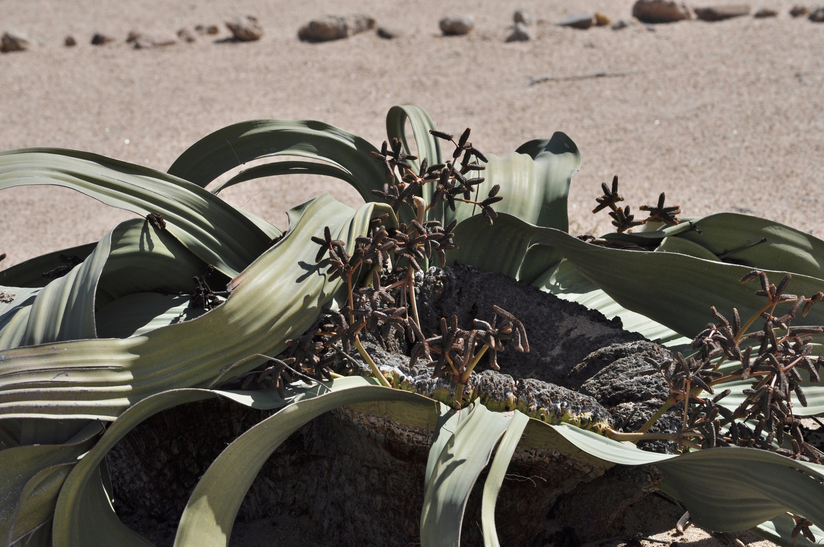 Welwitschia