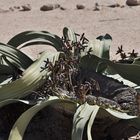 Welwitschia