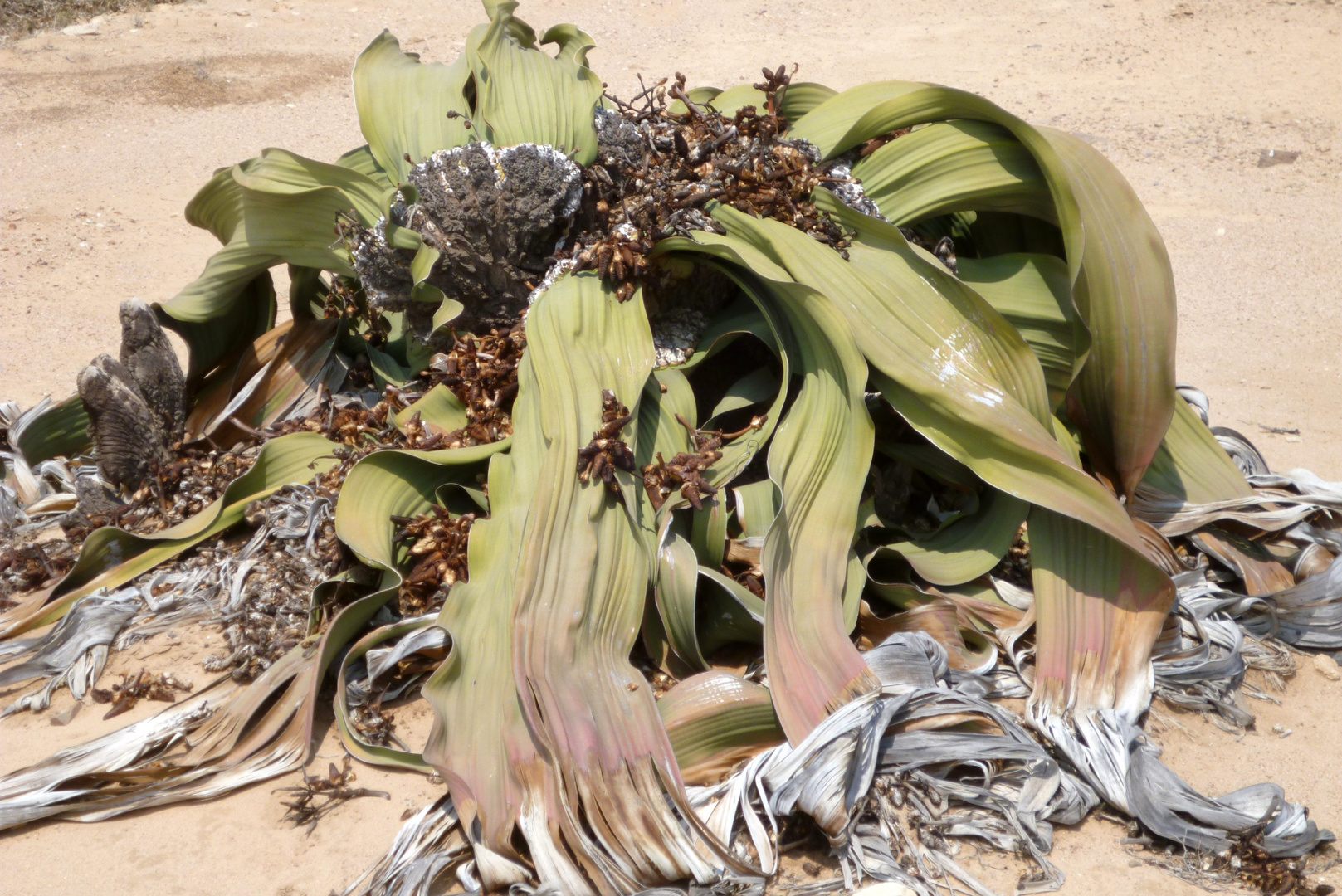 Welwitschia