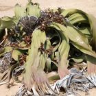 Welwitschia