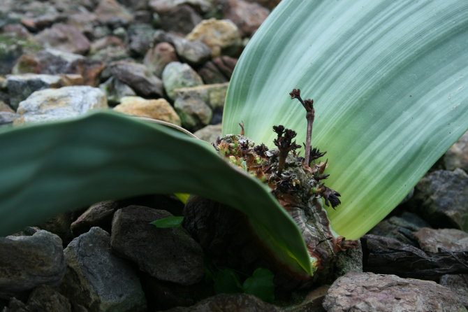 welwitschia