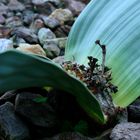 welwitschia