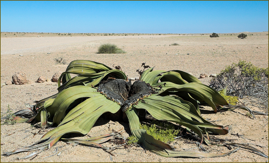 Welwitschia