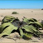 Welwitschia